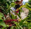 La carga de café se paga hoy a $2,96 millones en Colombia. FOTO Juan Antonio Sánchez