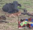 La vaca “Alicia” junto a sus cuatrillizos en un campo de Nariño, Antioquia. FOTO: Imagen tomada de redes.