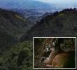 Adelante, imagen de referencia de un puma en Antioquia. Atrás, la reserva de El Romeral de donde habría salido el puma y su cría. Foto: Manuel Saldarriaga Quintero.
