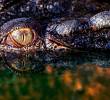 Los cocodrilos con los reptiles más grandes del mundo, son de los mejores nadadores del reino animal y expertos nadadores. Fotos: AFP.