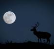 La Luna del Ciervo podrá apreciarse en Colombia este miércoles, 29 de julio, en Colombia. Foto: Getty Images