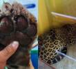 Así fue el rescate de un jaguar herido de 110 kilos en la Universidad Nacional Sede Amazonia. Foto: @fundacionikozoa