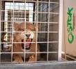 Muchos de estos animales han sido incautados a personas vinculadas con el narcotráfico. El problema continúa. <span class=mln_uppercase_mln>FOTO</span> <b><span class=mln_uppercase_mln>afp</span></b>