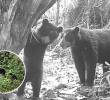 El bosque del Huila vuelve a dar vida; cámaras captan crías de oso andino. Foto: Cortesía Corporación Autónoma Regional del Alto Magdalena