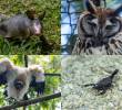 El armadillo, el búho, el gallinazo y el alacrán son algunos de los animales sobre los que existen múltiples amenazas debido a mitos populares. FOTO: Cortesía.