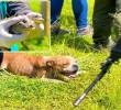 Adelante, las dos babillas encontradas en el operativo. Atrás uno de los perros rescatados. FOTO: imagen tomada de redes