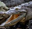 Los cocodrilos del Nilo, de los que antes se comercializaba la piel, son hoy una especie protegida. FOTO DE REFERENCIA: JULIO CÉSAR HERRERA.