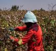Las sequías asociadas al fenómeno de El Niño podrían reducir la producción agrícola y encarecer los alimentos en Colombia durante 2026. FOTO: GETTY