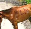 Animales como víctimas del conflicto armado; proyecto avanza en el Senado. Foto: tomada de redes sociales