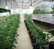 El sistema tendrá una generación anual estimada de 178.670 kilovatios hora (kWh), energía que será utilizada en los procesos agrícolas, farmacéuticos y de transformación agropecuaria de la empresa. Foto: Cortesía