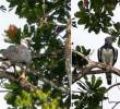 Avistaron una águila arpía en San Cipriano, ubicada en el municipio de Buenaventura, Valle del Cauca. FOTOS: Corporación Autónoma Regional del Valle del Cauca