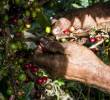 En temporadas de cosecha de café, los caficultores se ven más amenazados por extorsiones y otros delitos en su contra. Foto: Julio César Herrera E.