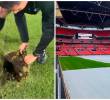 El Campín imitó un método usado en Wembley y más estadios del fútbol europeo. FOTO: <b>Captura de vídeo</b>