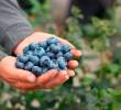 El cultivo de arándano hoy cuenta con 1.000 hectáreas en Colombia. FOTO ASOCOLBLUE.