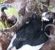Monitoreo del nido de cóndor andino en el páramo El Almorzadero, en Santander. Foto: Fundación Parque Jaime Duque
