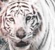 El animal muerto llevaba más de veinte años de vida en el zoológico de la capital del Valle. Foto Redes sociales.