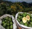 En el país existen 55.000 hectáreas sembradas con aguacate Hass, y entre enero y junio ha sido la tercera fruta más exportada por Colombia. FOTO EL COLOMBIANO