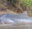 A pesar de las labores de la comunidad y las autoridades, un tiburón ballena varado en Bahía Solano murió. Foto: Codechocó