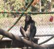 Los primates del Parque de la Conservación son algunos de los afectados por el calor. Para contrarrestarlo: helado. Foto: cortesía Parque de la Conservación
