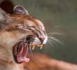 Las autoridades de Sonsón y del Oriente antioqueño hacen constantes monitoreos para vigilar los movimientos del puma que hay en este municipío y evitar que continúe atacando otras especies. FOTO: ARCHIVO
