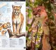 Imagen de referencia de un puma concolor, especie que también merodea por el Aburrá y otras partes de Antioquia. FOTO: Cortesía.