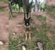 El valiente perro perdió una pata en medio del procedimiento. FOTO: COLPRENSA