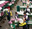 El Día de la Madre es una de las fechas claves para los floricultores colombianos. FOTO EL COLOMBIANO