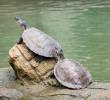 La liberación de tortugas de río es una de las actividades más atractivas del nuevo turismo en Puerto Triunfo. Para hacerlo debe ir hasta el corregimiento de Estación Cocorná. FOTO Cortesía