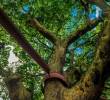 ¿Por qué el árbol algarrobo emana un olor fuerte en ciertas temporadas del año? FOTO: ANDRÉS CAMILO ECHEVERRY SUÁREZ