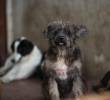 El espacio nace de la necesidad de garantizar tanto los derechos como el bienestar y protección de los animales en el Distrito de Medellín. FOTO: Andrés Camilo Suárez