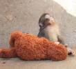 Punch, un macaco japonés rechazado por su madre al nacer en un zoológico de Ichikawa, se ha vuelto viral por no separarse de un peluche que adoptó como figura de apego mientras avanza en su proceso de integración con la manada. FOTO: @dondawastaken