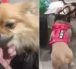 Esto fue lo que dijo una pareja que abandonó a dos perros en el Aeropuerto El Dorado de Bogotá. FOTOS: Capturas de video