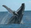 A las costas del pacífico colombiano llegan las ballenas jorobadas o yubartas entre julio y octubre después de un viaje de aproximadamente 8.500 kilómetros. FOTO: Colprensa