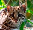 “Es un caso exitoso”: Ocelote rehabilitado ya recorre los bosques de Urabá