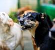 La salud intestinal de los animales incide directamente en su sistema respiratorio, neurológico y dermatológico. FOTO<b> </b>Getty.