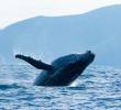 El nuevo documental de David Attenborough, producido junto a National Geographic, expone los peligros que enfrentan los océanos y plantea soluciones urgentes para su recuperación. FOTO cortesía Disney +