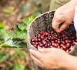 Producción de café en Colombia cae por lluvias, exportaciones bajan 29% y sector enfrenta 2026 más exigente. FOTO: Colprensa