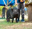 Julio Chanchitos, el minipig adoptado por el colegio The New School en Medellín. FOTO: Cortesía Alcaldía de Medellín