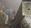 Adelante, el orificio que se le hizo al árbol en su tronco. Atrás, el presunto sospechoso de haber causado la afectación. FOTO: Cortesía Denuncias Antioquia