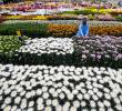 <p>Asocolflores estima que las exportaciones de flores desde Colombia por el Día de la Madre en Estados Unidos crecieron 13% este año. <b><span class=mln_uppercase_mln> </span></b></p><p>FOTO<b><span class=mln_uppercase_mln> cortesía</span></b></p>