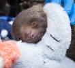 La cría de oso perezoso dormita luego de haber sido alimentada por funcionarios de Cornare. FOTO: Cortesía
