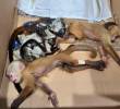 Los animales rescatados en el aeropuerto José María Córdova presentan cuadros severos de deshidratación, signos de malnutrición y maltrato,<b> </b>lesiones cutáneas y estrés.<b> </b>FOTO: Tomada de X @cornare