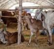 Fedegán reportó la muerte de 9.865 animales y el desplazamiento de más de 333.000 bovinos y bufalinos. FOTO COLPRENSA