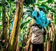Grupos armados ilegales amenazan a trabajadores del sector y suspenden la producción de banano en las fincas del departamento del Magdalena. FOTO cortesía Asbama