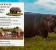 Según el censo más reciente, se estiman más de 200 hipopótamos localizados principalmente en el Magdalena Medio antioqueño, con una proyección de 500 animales para el año 2030 si no se interviene la población. FOTO: JUAN ANTONIO SÁNCHEZ Y CORTESÍA