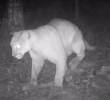 Este fue el felino captado en zona rural del municipio de Sabaneta. FOTO: imagen tomada de redes.