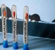 España se une a Reino Unido, Francia, Suiza, Sudáfrica y Estados Unidos como las naciones con casos positivos de hantavirus. Fotos: AFP