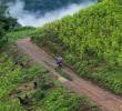 Los cultivos de coca aumentaron en las zonas en las que hay presencia de disidencias de las Farc. FOTO: ARCHIVO.