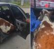 Dos vacas fueron transportadas en un carro particular en medio de un hurto. FOTOS: Capturas de video @Policianacional