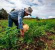 Colombia está pasando de hablar de oportunidades en Agrifoodtech a convertirlas en realidad dentro de la cadena de valor agroalimentaria. FOTO: El Colombiano
